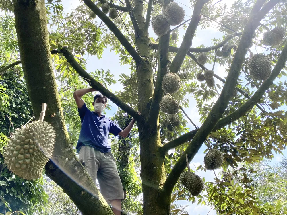 Nhiều hộ dân giàu lên nhờ trồng cây sầu riêng. Ảnh: VŨ LONG