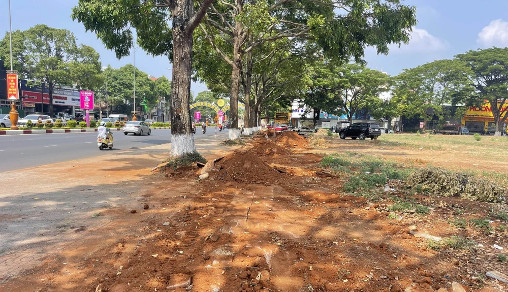 Hiện trường vụ đào cây xanh ở đường Nguyễn Tất Thành. Ảnh: AX