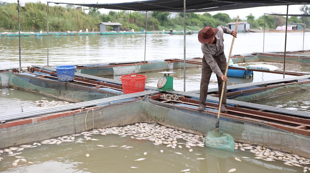 Cá chết hàng loạt trên khu vực nuôi thuộc xã Ea Na. Ảnh: TA