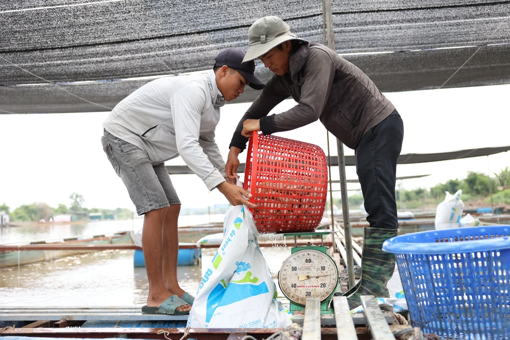 Người dân vớt cá đi tiêu hủy. Ảnh: TA