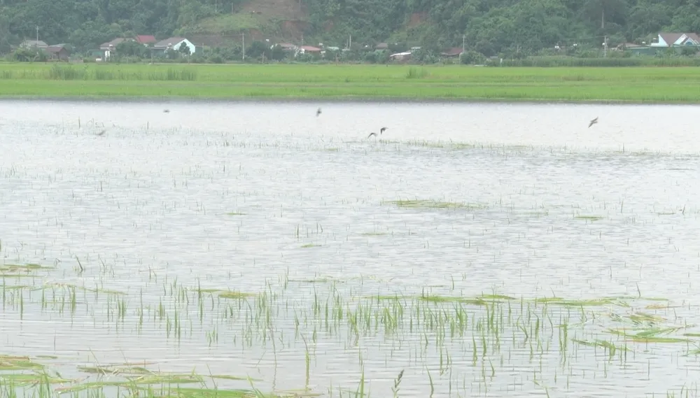 Nhiều diện tích lúa ở xã Buôn Triết bị ngập. Ảnh: QM