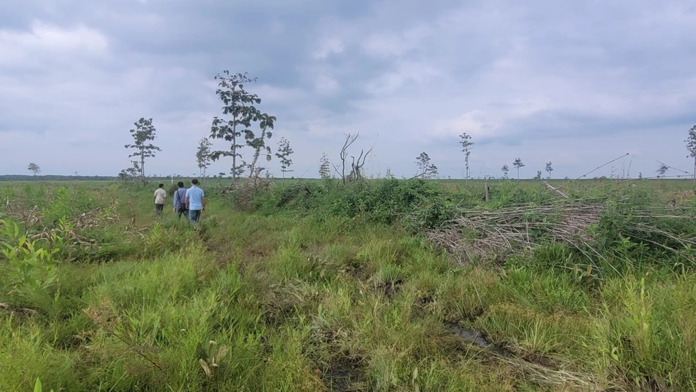 Lâm phần của Công ty TNHH Trồng rừng 27-7 (huyện Ea Súp) bị mất với diện tích rất lớn. Ảnh: VŨ LONG
