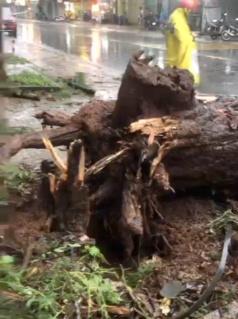 Cây thông cổ thụ bị bật gốc. Ảnh: NH Cây thông cổ thụ bị bật gốc. Ảnh: NH