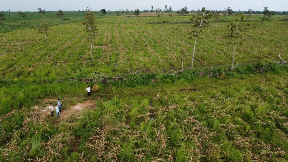 Hiện trạng rừng của Công ty TNHH trồng rừng 27/7. Ảnh: VŨ LONG doanh nghiệp.JPG