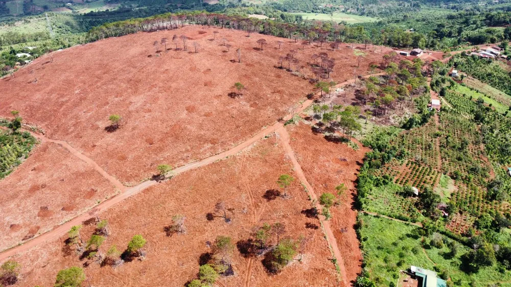 Hình ảnh rừng thông nghi bị đốt