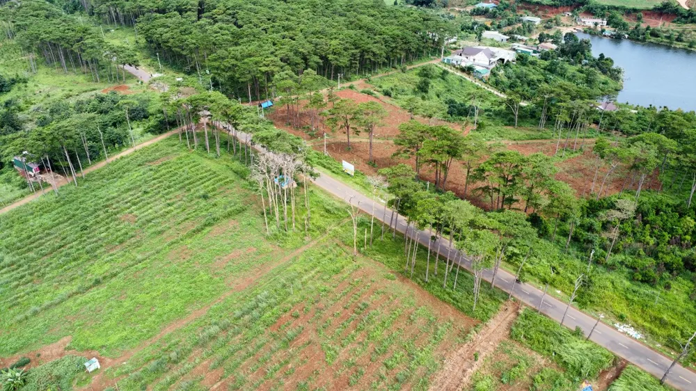 Thông chết hàng loạt nơi thực hiện dự án của Công ty Nguyên Vũ. Ảnh: VŨ LONG a9286890dae37dbd24f2.jpg