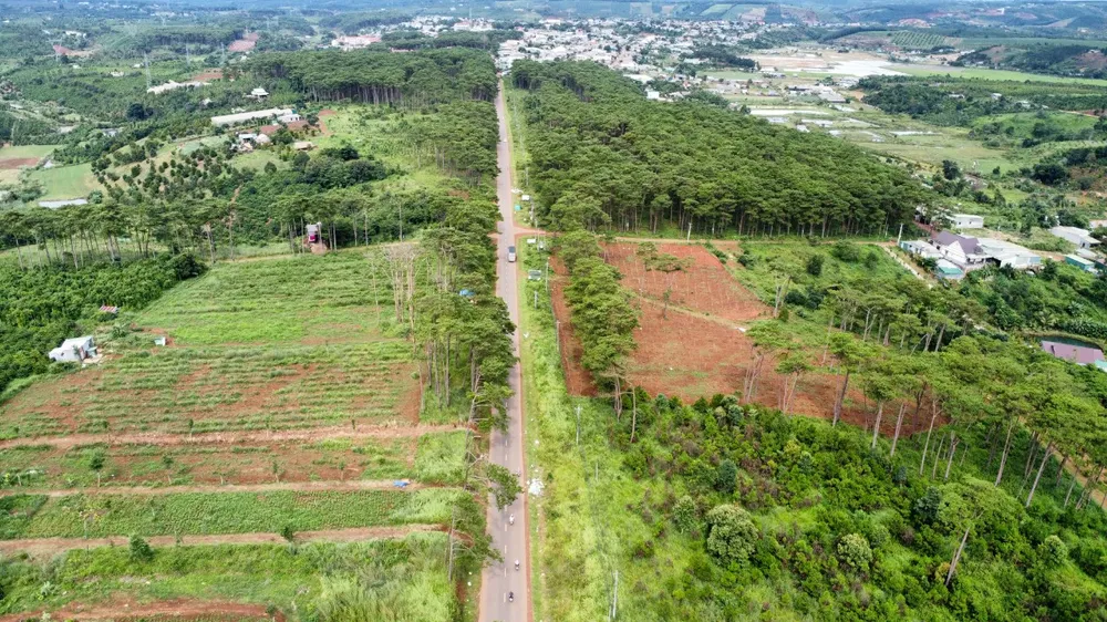 Diện tích rừng thông do Công ty Nguyên Vũ quản lý, chăm sóc bị chết. Ảnh: VŨ LONG cựu phó giám đốc công an.jpg