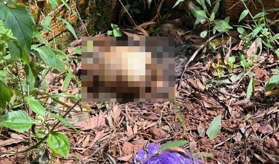 Phát hiện 2 thi thể đã phân hủy ở gần khu nghĩa trang