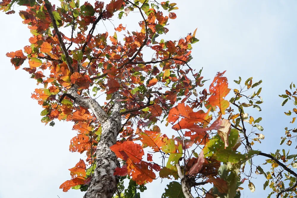 Vẫn theo anh Trần Đức Phương, nhiều người đến Vườn Quốc gia Yok Đôn vào mùa này hay ví von rằng, những cánh rừng khộp đổi từ màu xanh sang màu đỏ, đẹp như khung cảnh <u>ở châu Âu</u>. Đồng thời, chứng kiến, cảm nhận rõ thời điểm này đang giao mùa ở vùng được xem là khốc liệt vào mùa khô. Cũng có nhiều thợ săn ảnh đến đây “chớp” lại khoảnh khắc những con chim gõ kiến đang “xây nhà” trên những thân cây gỗ dầu.