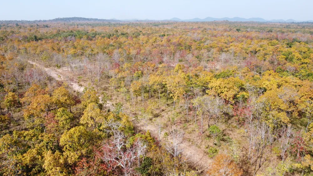 rừng khộp thay lá