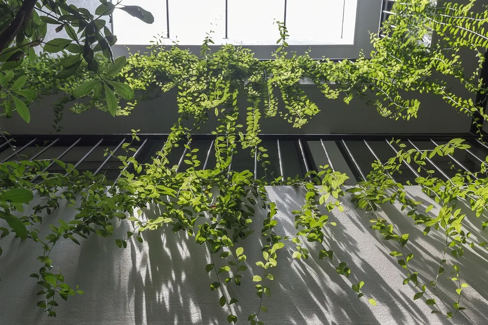 ngoi-nha-nhu-oc-dao-xanh-12