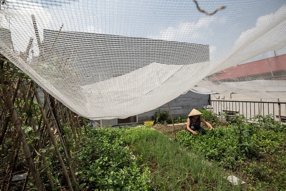 ngoi-nha-nhu-oc-dao-xanh-5