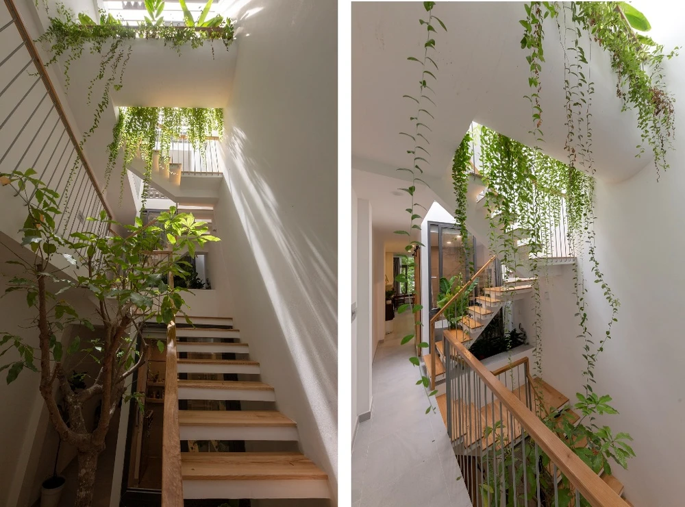 mat-tien-gai-goc-nhu-qua-sau-rieng-12