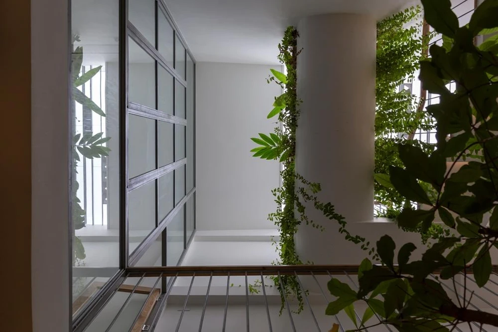 mat-tien-gai-goc-nhu-qua-sau-rieng-8