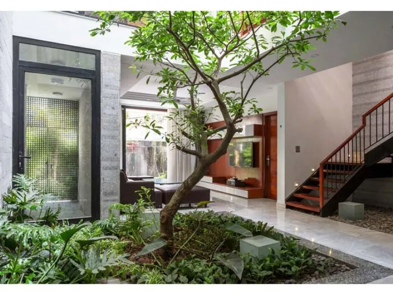 chon-cay-gi-trong-trong-nha-1