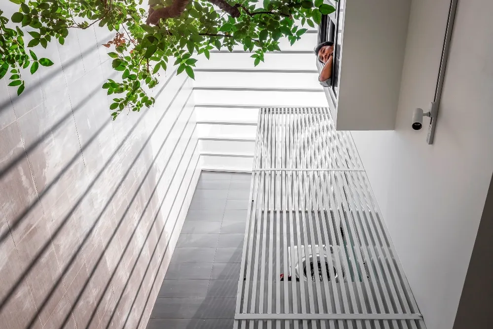 chon-cay-gi-trong-trong-nha-3