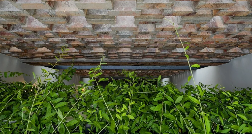 chon-cay-gi-trong-trong-nha-5