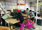 Nhuộm màu lạ cho lan hồ điệp để bán Tết ảnh 8 Cảnh báo hoa lan Trung Quốc đội lốt hoa Đà Lạt
