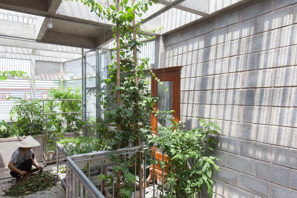 Vườn rau trên tầng mái xanh ngát.