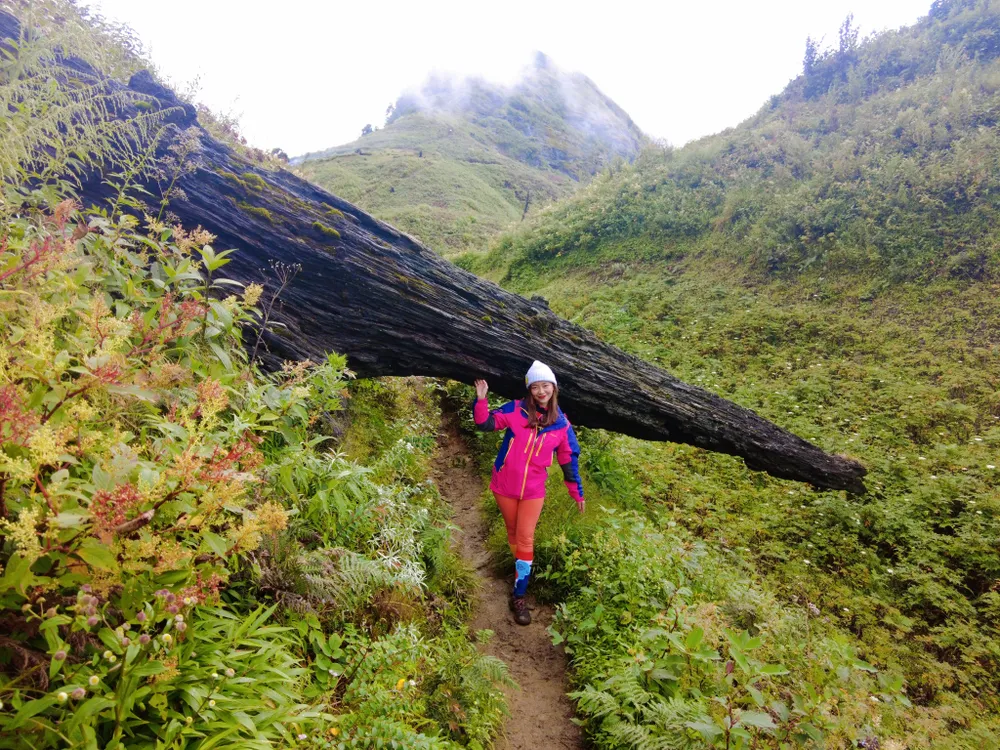 Trên đường đi, ngoài khung cảnh hoang sơ của cây dương sỉ thì ven đường còn những khoảng đồi rợp hoa mua tím. Trên đường đi, ngoài khung cảnh hoang sơ của cây dương sỉ thì ven đường còn những khoảng đồi rợp hoa mua tím.