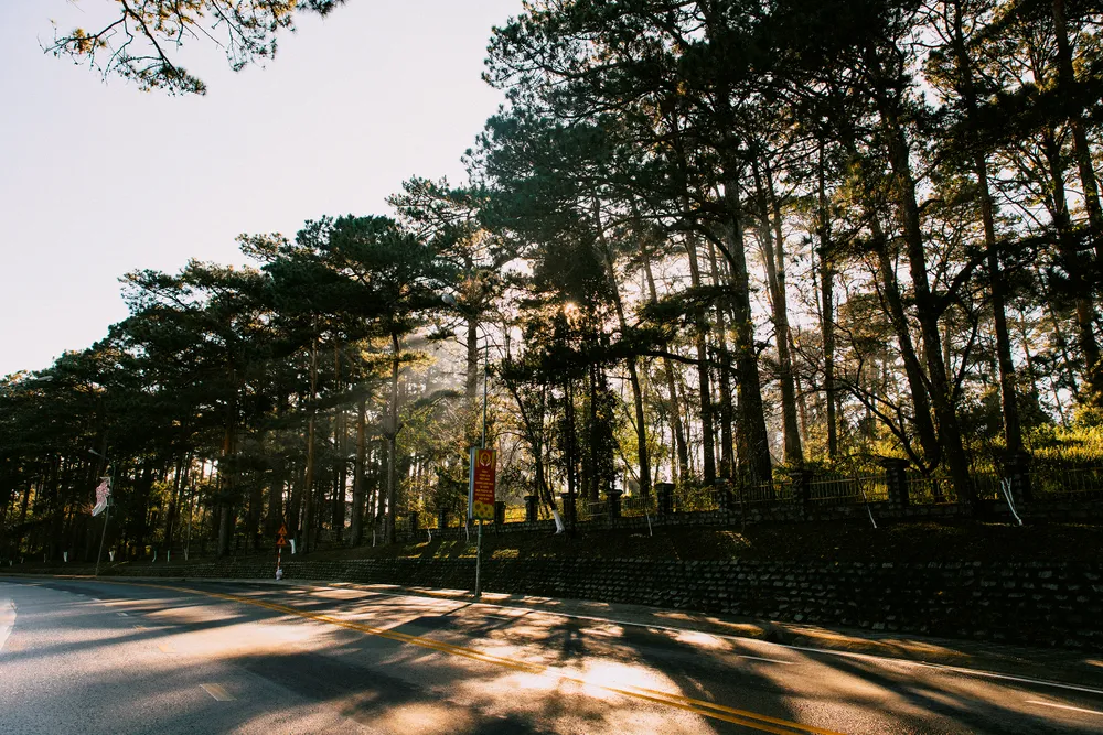 Bình minh qua những con đường thông Đà Lạt.