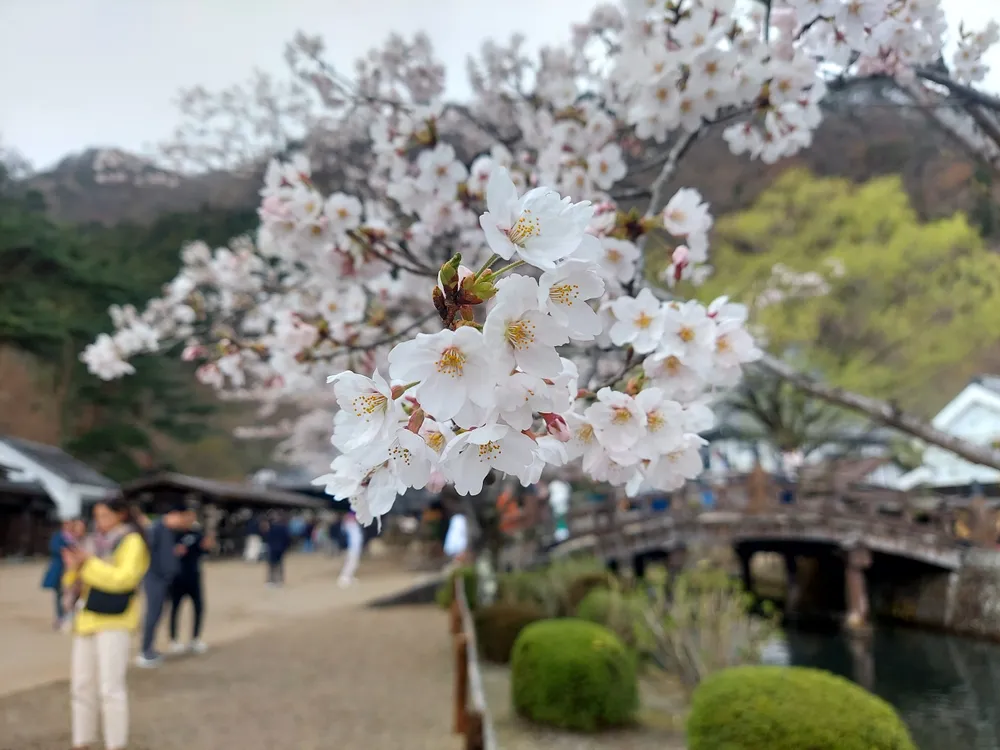 Sắc trắng của hoa anh đào tại Edo Wonderland, công viên tái tạo lịch sử- văn hóa- con người Nhật Bản thời kì Edo.