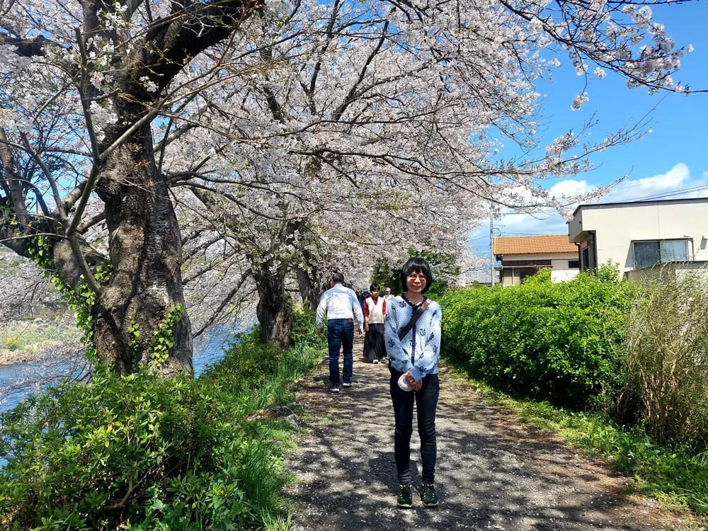 Lượng khách ngắm hoa anh đào trên dòng sông Urui chủ yếu là người dân địa phương, rất ít khách quốc tế.