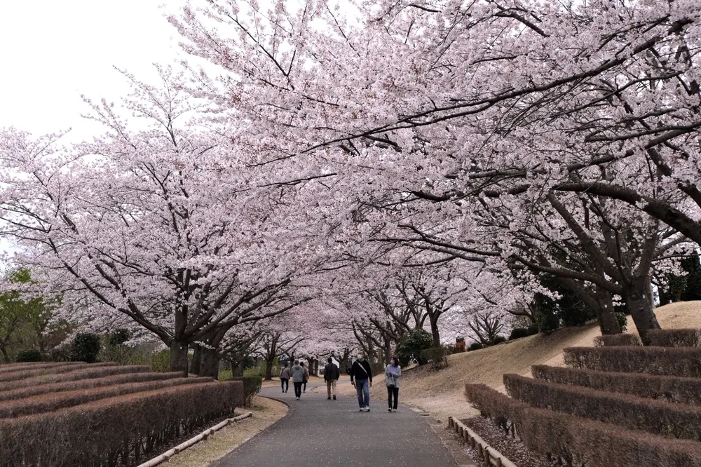Vẻ đẹp của mùa hoa anh đào tại khuôn viên xung quanh tượng Phật Ushiku Daibutsu, là tượng Phật bằng đồng lớn nhất thế giới.