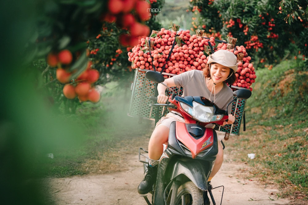 Một trải nghiệm chở vải của chị Thùy Dương.