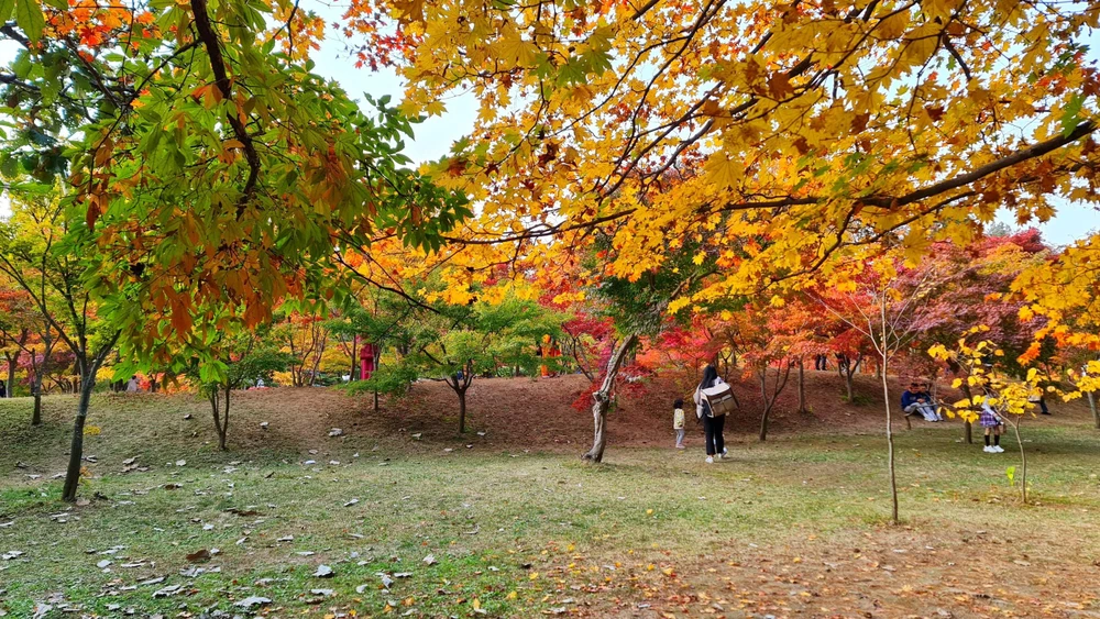 Mùa lá vàng, lá đỏ có thể bắt đầu từ tháng 9 đến tháng 12.