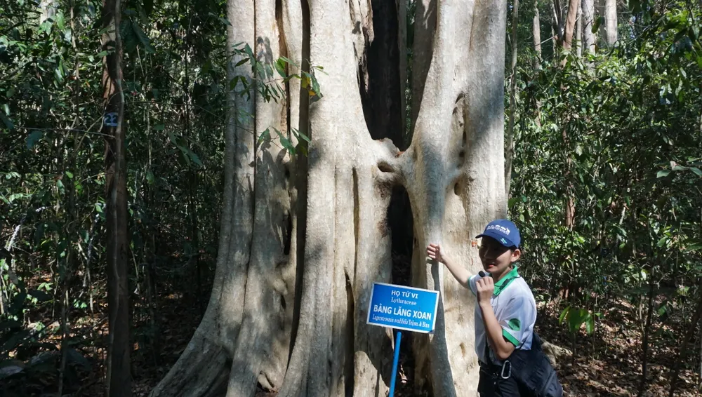 Chị Thanh Vy, một hướng dẫn viên tại rừng Nam Cát Tiên cho biết khu vực này rất thu hút du khách trong và ngoài nước đến tham quan, khám phá thảm động thực vật. Thảm thực vật vô cùng đa dạng với hệ thống rừng cổ thụ gồm những loại cây họ tung, cây si, cây bằng lăng, cây gỗ đỏ…