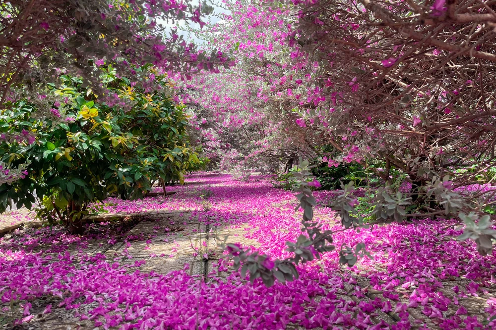 Những ngày này, <i>vườn hoa tuyết sơn phi hồng</i> đã nở rộ tại Khu Du lịch Văn hóa Suối Tiên (TP Thủ Đức) thu hút người dân và giới trẻ đến check-in.