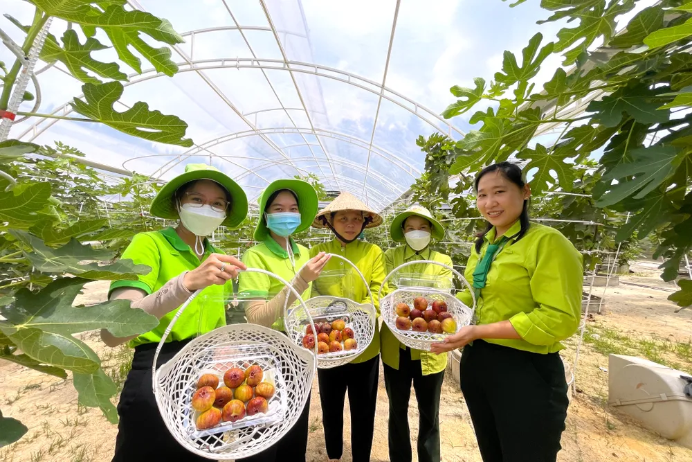 Một mô hình du lịch nông nghiệp tại Suối Tiên, du khách có thể hái trái thưởng thức tại vườn và mua mang về những sản phẩm trái cây ngon, sạch, an toàn. Ảnh: TT. du-lich-nong-nghiep-1.JPG