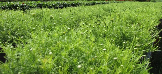 Về làng hoa Sa Đéc chụp ảnh 'tự sướng' ảnh 10