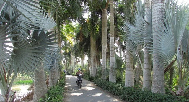 Về làng hoa Sa Đéc chụp ảnh 'tự sướng' ảnh 13