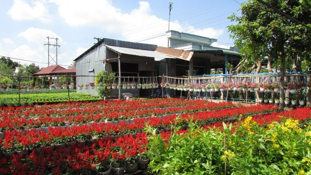 Về làng hoa Sa Đéc chụp ảnh 'tự sướng' ảnh 11