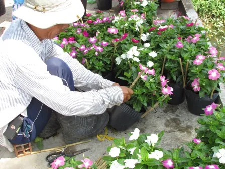 Về làng hoa Sa Đéc chụp ảnh 'tự sướng' ảnh 8