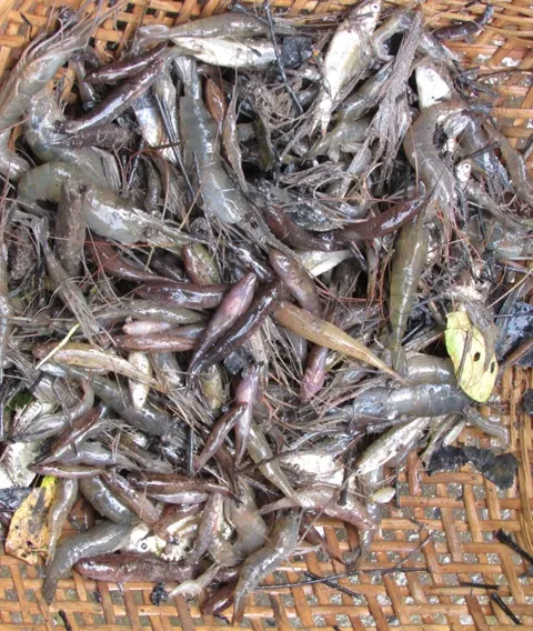 Thú vị với cảnh dỡ chà ăn Tết ở miền Tây ảnh 10