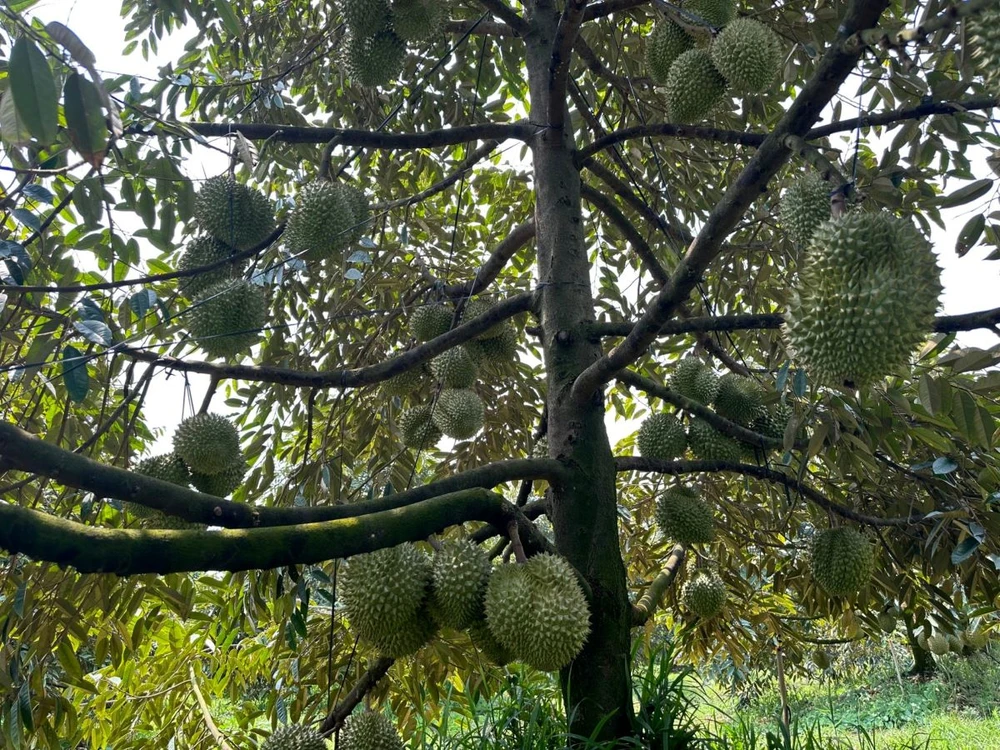 hợp tác trồng sầu riêng.