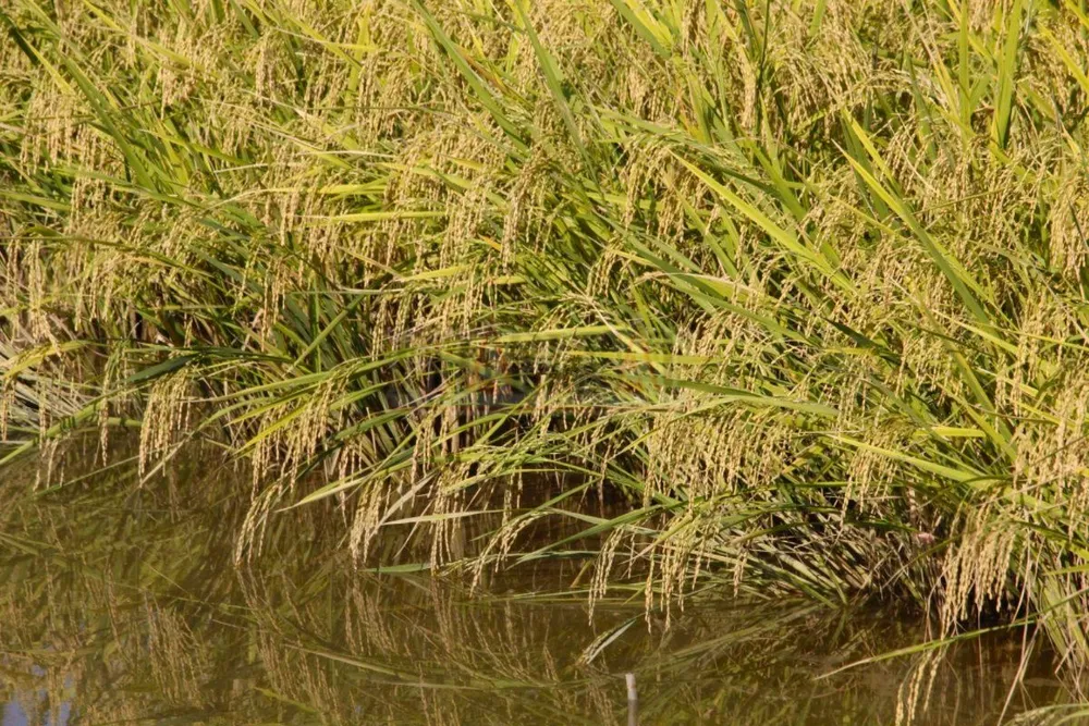 Kiện cò lúa đòi tiền bán lúa