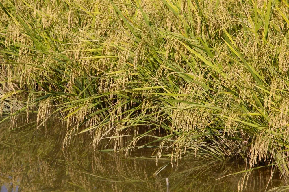 TP Cần Thơ ban hành đơn giá bồi thường cây trồng, vật nuôi khi nhà nước thu hồi đất.