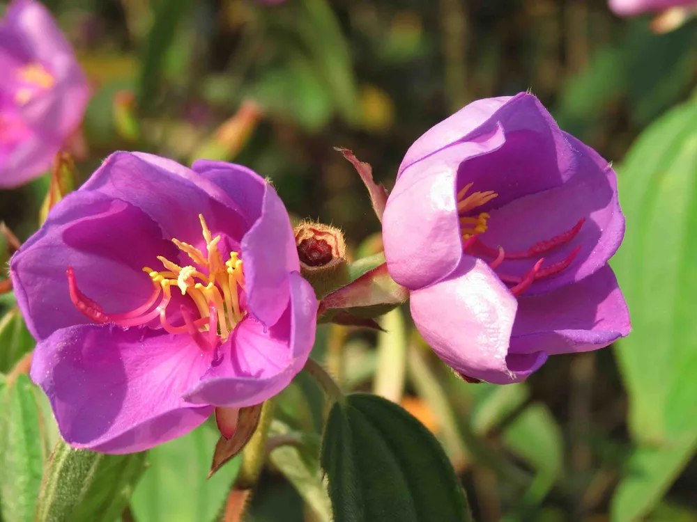 Những loại thảo dược có tác dụng giải độc ảnh 1 Những loại thảo dược có tác dụng giải độc ảnh 1