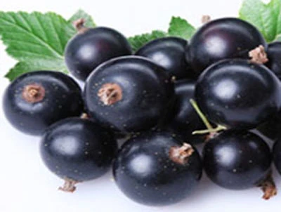 8 thực phẩm vàng trị bệnh trĩ ảnh 1