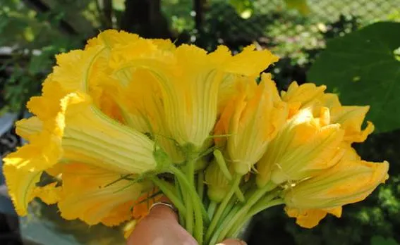 Thực phẩm giúp chữa bệnh từ hoa ảnh 2