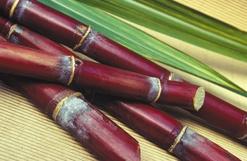 Ăn mía để phòng chống sâu răng ảnh 1