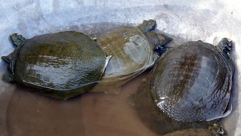 7 loại hải sản có thể gây chết người bạn phải biết ảnh 7