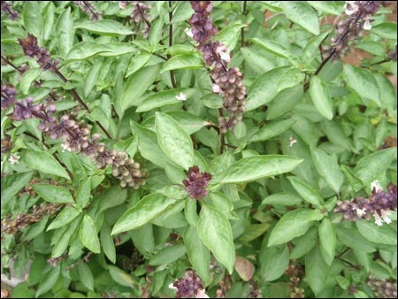 Những loại cây có tác dụng đuổi muỗi ảnh 3