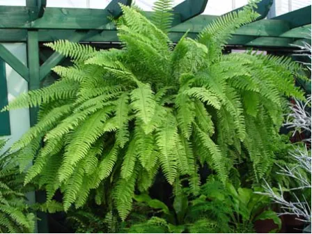 Những loại cây có tác dụng thanh lọc không khí ảnh 4 Những loại cây có tác dụng thanh lọc không khí ảnh 4