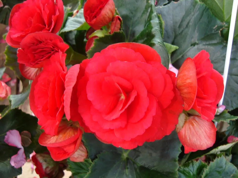 Những loại cây có tác dụng thanh lọc không khí ảnh 5 Những loại cây có tác dụng thanh lọc không khí ảnh 5