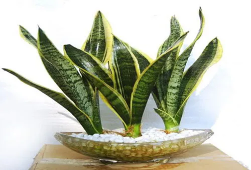 Những loại cây có tác dụng thanh lọc không khí ảnh 2 Những loại cây có tác dụng thanh lọc không khí ảnh 2